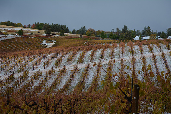 High Elevation Cabernet Sauvignon from Lava Cap: A Mountain-Grown California Treasure