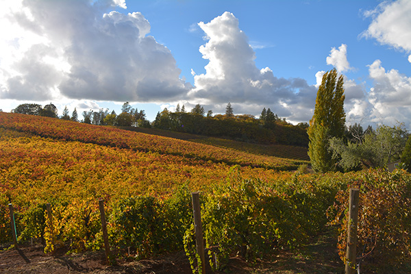 Sierra Foothills Wine: Discover the El Dorado AVA