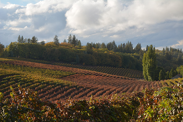 Ultimate Guide to Lava Cap Winery: A Hidden Sierra Foothills Wine Gem